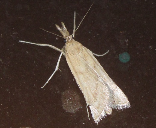 Micro da ID. Synaphe punctalis - Crambidae